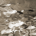 im Flug...<br>60x60cm<br>Öl auf Leinwand
