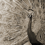 Macht und Schönheit<br>70x100cm<br>Öl auf Holz