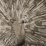 Macht und Schönheit<br>80x120cm<br>Öl auf Holz