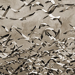 Aufbruchstimmung<br>80x100cm<br>Öl auf Leinwand