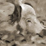 Wildschwein dösend<br>30x40cm<br>Öl auf Leinwand