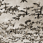 die Vögel<br>120x80cm<br>Öl auf Leinwand