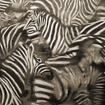 Zebras<br>90x70cm<br>Öl auf Leinwand
