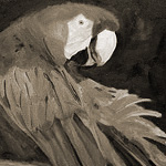 Papagei<br>60x50cm<br>Öl auf Leinwand